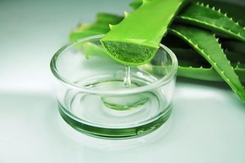 Aloe vera verra aux Artisons
